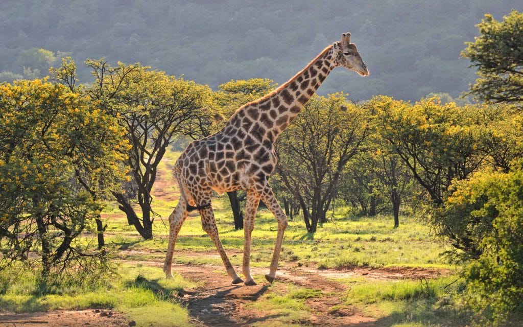 South Africa Giraffe