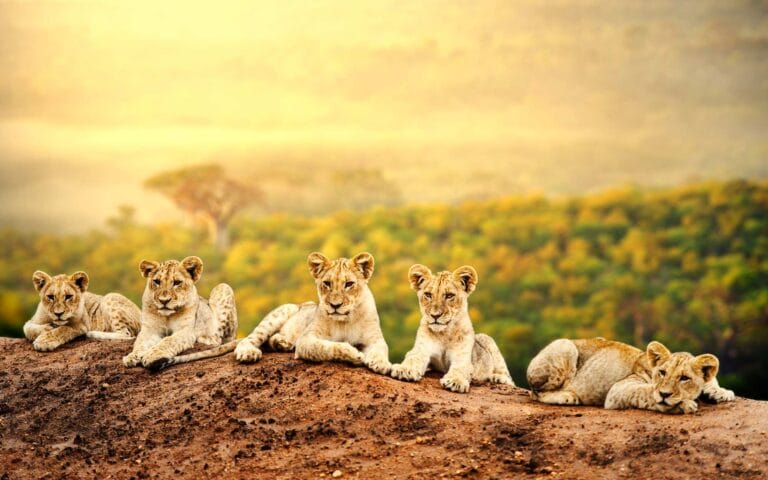 African Safari