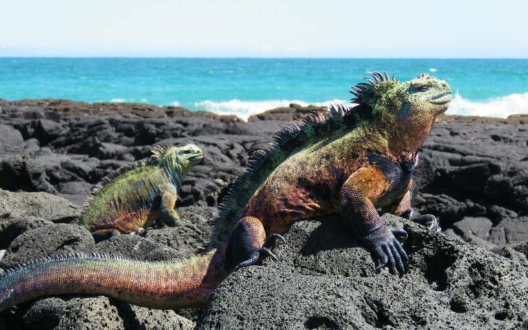 Galapagos