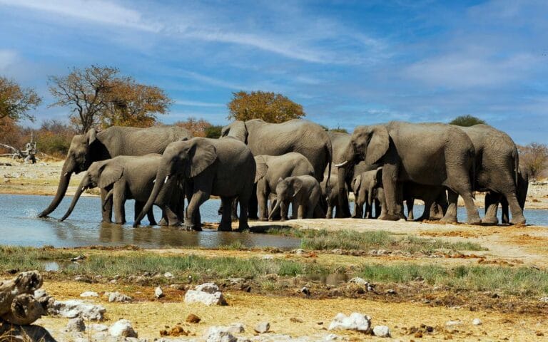 Namibia Elephants