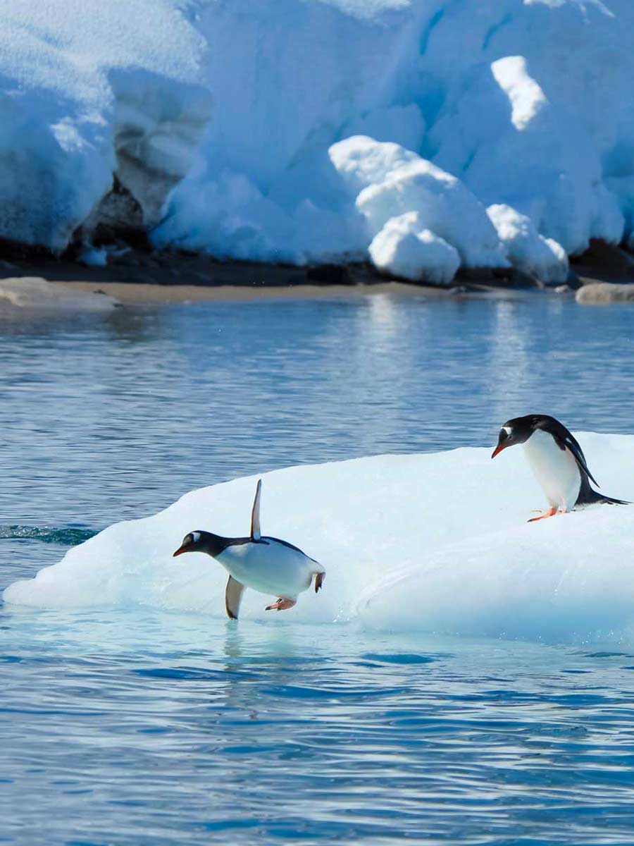 Antarctic Cruises